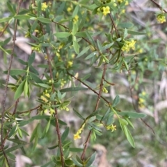 Pimelea pauciflora at Cotter River, ACT - 7 Dec 2022 10:01 AM