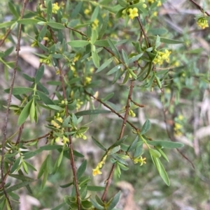 Pimelea pauciflora at Cotter River, ACT - 7 Dec 2022 10:01 AM