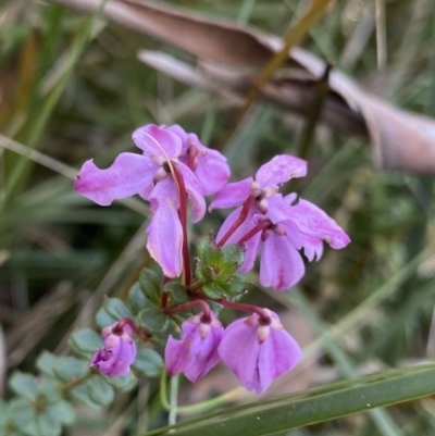 Tetratheca bauerifolia (Heath Pink-bells) at Brindabella, NSW - 7 Dec 2022 by NedJohnston