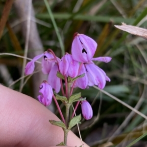 Tetratheca bauerifolia at Brindabella, NSW - 7 Dec 2022