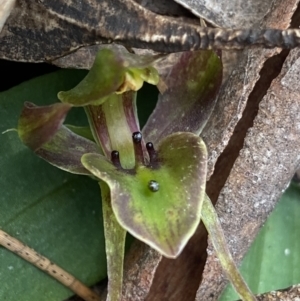 Chiloglottis valida at Brindabella, NSW - suppressed