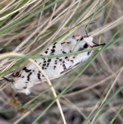 Ardices glatignyi (Black and White Tiger Moth (formerly Spilosoma)) at Cotter River, ACT - 6 Dec 2022 by Ned_Johnston