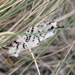 Ardices glatignyi at Cotter River, ACT - 7 Dec 2022