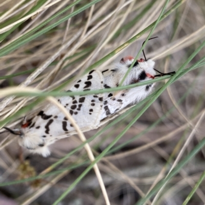 Ardices glatignyi (Black and White Tiger Moth (formerly Spilosoma)) at Cotter River, ACT - 7 Dec 2022 by NedJohnston