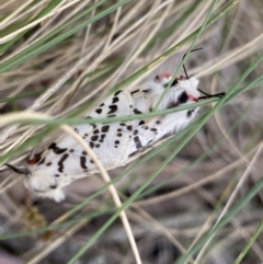 Spilosoma glatignyi (Black and White Tiger Moth) at Cotter River, ACT - 6 Dec 2022 by Ned_Johnston