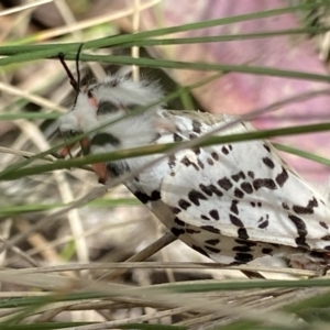 Ardices glatignyi at Cotter River, ACT - 7 Dec 2022 10:11 AM