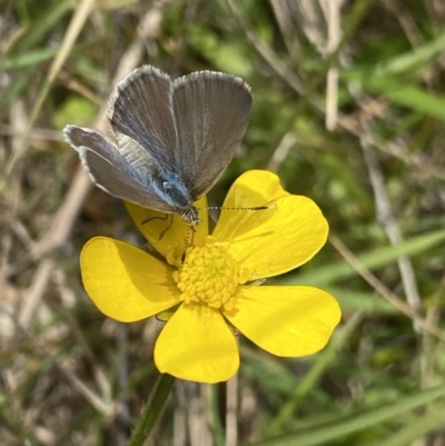 Zizina otis (Common Grass-Blue) at Cotter River, ACT - 6 Dec 2022 by Ned_Johnston