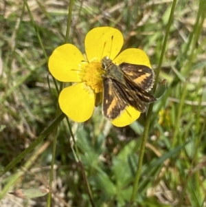 Taractrocera papyria (TBC) at suppressed by Ned_Johnston
