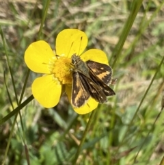 Taractrocera papyria at Cotter River, ACT - 7 Dec 2022 10:45 AM