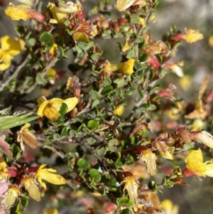 Bossiaea foliosa at Brindabella, NSW - 7 Dec 2022