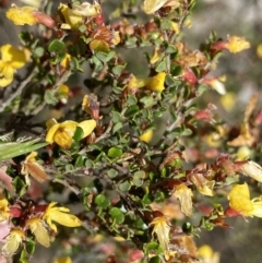 Bossiaea foliosa (Leafy Bossiaea) at Brindabella, NSW - 6 Dec 2022 by Ned_Johnston
