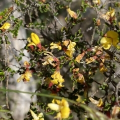 Bossiaea foliosa at Brindabella, NSW - 7 Dec 2022