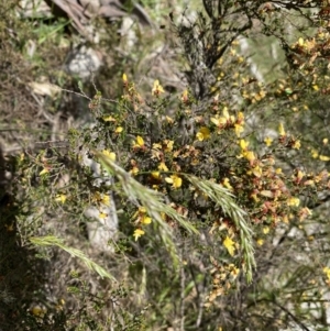 Bossiaea foliosa at Brindabella, NSW - 7 Dec 2022