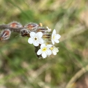 Myosotis australis at Namadgi National Park - 7 Dec 2022