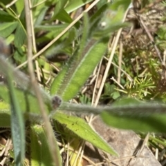 Myosotis australis at Namadgi National Park - 7 Dec 2022