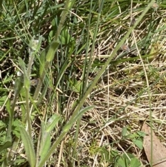 Myosotis australis at Namadgi National Park - 7 Dec 2022