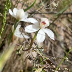 Caladenia alpina (Mountain Caps) at Cotter River, ACT - 7 Dec 2022 by NedJohnston