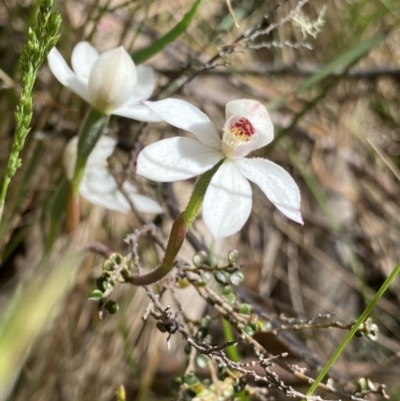 Caladenia alpina (Mountain Caps) at Cotter River, ACT - 7 Dec 2022 by Ned_Johnston