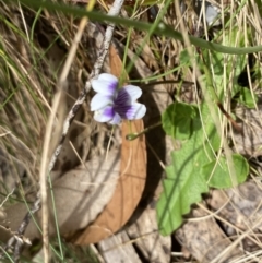 Viola hederacea (Ivy-leaved Violet) at Cotter River, ACT - 7 Dec 2022 by NedJohnston