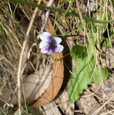 Viola hederacea (Ivy-leaved Violet) at Cotter River, ACT - 7 Dec 2022 by NedJohnston