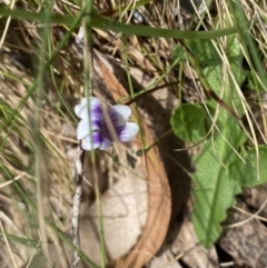 Viola hederacea at Cotter River, ACT - 7 Dec 2022