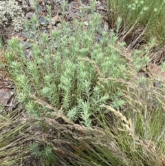 Rhodanthe anthemoides at Brindabella, NSW - 7 Dec 2022