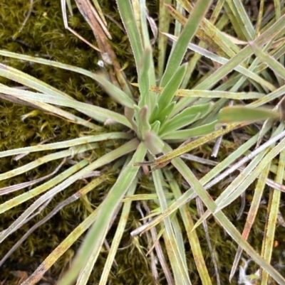 Stylidium montanum (alpine triggerplant) at Brindabella, NSW - 7 Dec 2022 by NedJohnston