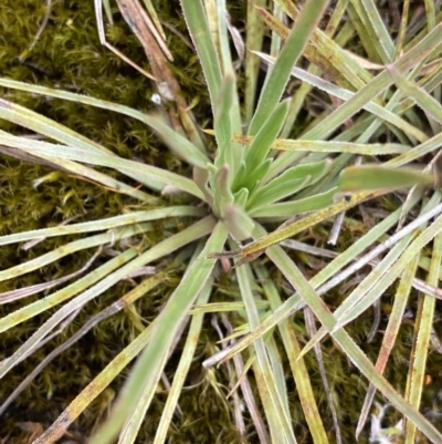Stylidium montanum (Alpine Triggerplant) at Brindabella, NSW - 7 Dec 2022 by Ned_Johnston