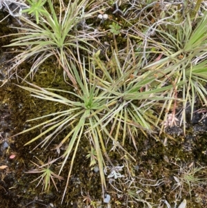 Stylidium montanum at Brindabella, NSW - 7 Dec 2022