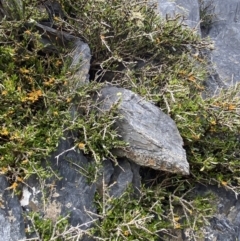 Melicytus angustifolius subsp. divaricatus (Divaricate Tree Violet) at Bimberi Nature Reserve - 7 Dec 2022 by Ned_Johnston