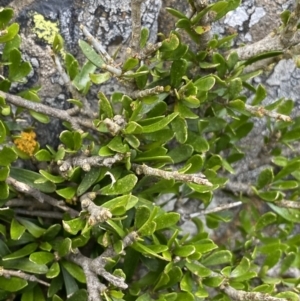 Melicytus angustifolius subsp. divaricatus at Brindabella, NSW - 7 Dec 2022