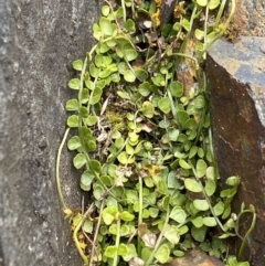 Asplenium flabellifolium (Necklace Fern) at Brindabella, NSW - 7 Dec 2022 by NedJohnston