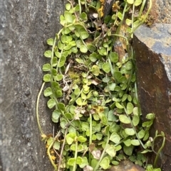 Asplenium flabellifolium (Necklace Fern) at Brindabella, NSW - 7 Dec 2022 by Ned_Johnston