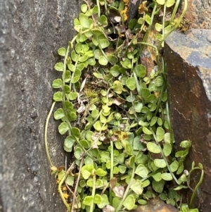 Asplenium flabellifolium at Brindabella, NSW - 7 Dec 2022 12:46 PM