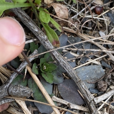 Cardamine lilacina (Lilac Bitter-cress) at Bimberi Nature Reserve - 7 Dec 2022 by Ned_Johnston