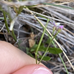 Cardamine lilacina at Brindabella, NSW - 7 Dec 2022