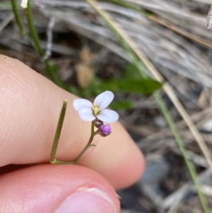 Cardamine lilacina at Brindabella, NSW - 7 Dec 2022