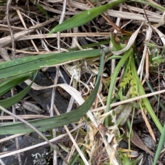 Carex breviculmis (Short-Stem Sedge) at Bimberi Nature Reserve - 7 Dec 2022 by Ned_Johnston