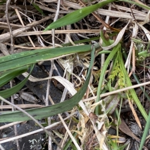 Carex breviculmis at Brindabella, NSW - 7 Dec 2022