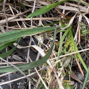 Carex sp. (TBC) at suppressed by Ned_Johnston