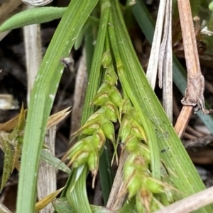 Carex breviculmis at Brindabella, NSW - 7 Dec 2022