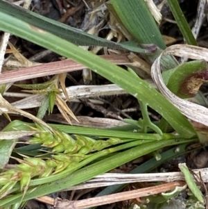 Carex breviculmis at Brindabella, NSW - 7 Dec 2022