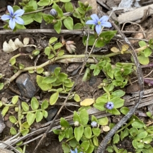 Lobelia pedunculata at Brindabella, NSW - 7 Dec 2022 01:08 PM