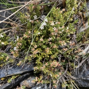 Leucopogon fraseri at Brindabella, NSW - 7 Dec 2022
