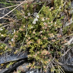 Styphelia nesophila at Brindabella, NSW - 7 Dec 2022