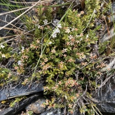 Styphelia nesophila (Sharp Beard-heath) at Brindabella, NSW - 7 Dec 2022 by NedJohnston