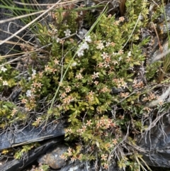Leucopogon fraseri (Sharp Beard-heath) at Bimberi Nature Reserve - 7 Dec 2022 by Ned_Johnston