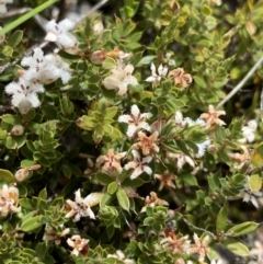 Styphelia nesophila at Brindabella, NSW - 7 Dec 2022