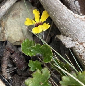 Goodenia hederacea subsp. alpestris at Brindabella, NSW - 7 Dec 2022 01:09 PM