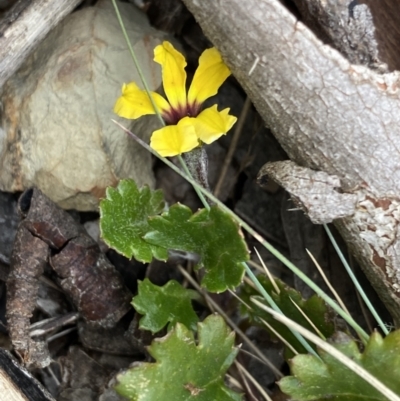 Goodenia hederacea subsp. alpestris at Brindabella, NSW - 7 Dec 2022 by NedJohnston